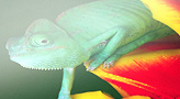 Soft Image