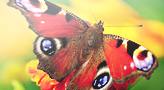 Bannermedia